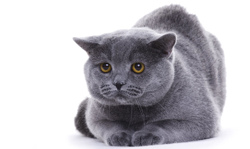 Best Cat Breeds List - ILovePets.com