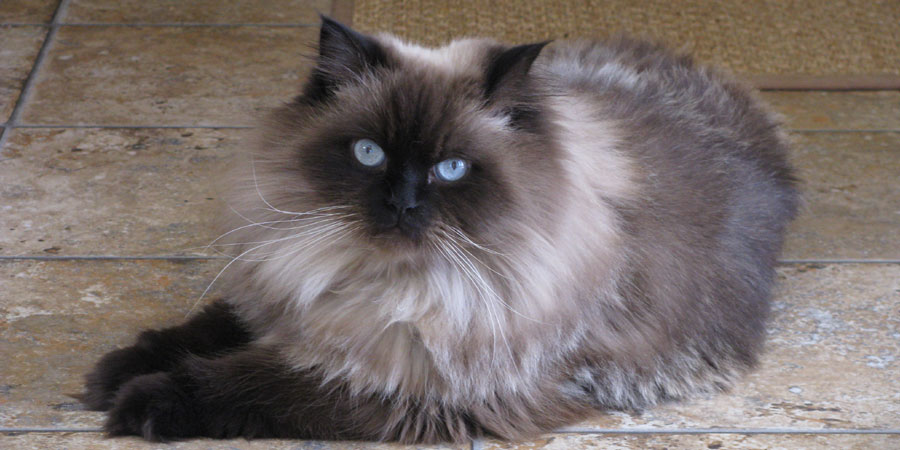 Best Cat Breeds List - ILovePets.com