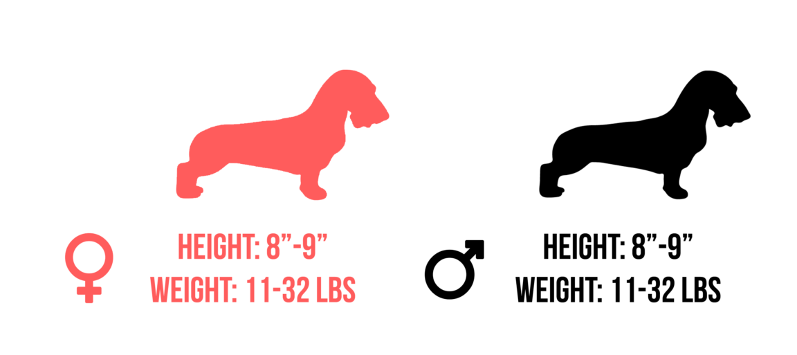 Dachshund