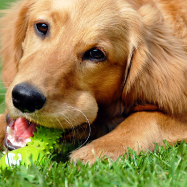 Golden Retriever Dog - ILovePets.com