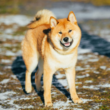 Shiba Inu - ILovePets.com